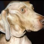 Улучшена диагностика лимфомы у собак