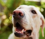 Собачье обоняние способно определить рак предстательной железы