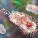 Бактерии в кишечнике обеспечивают благоприятную среду для раковых клеток